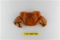 藏品(字紋弓蟹)的圖片